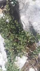 Chamaecytisus wulfii