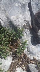 Chamaecytisus wulfii