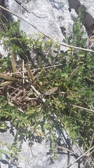 Chamaecytisus wulfii