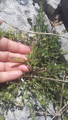 Chamaecytisus wulfii