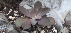 Echeveria rubromarginata