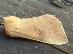 Nadata