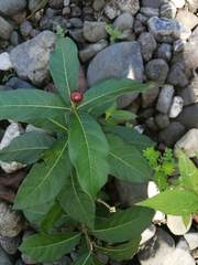 Rauvolfia