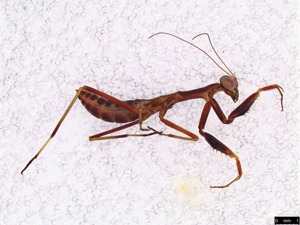 False Garden Mantis