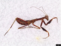 False Garden Mantis