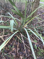 Phormium tenax