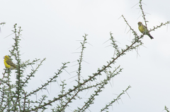 Crithagra dorsostriata