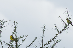 Crithagra dorsostriata