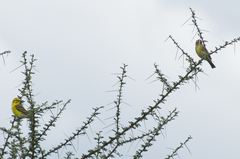 Crithagra dorsostriata