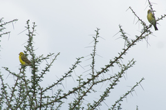 Crithagra dorsostriata