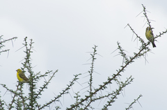 Crithagra dorsostriata