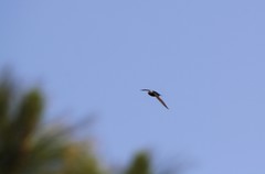 Streptoprocne semicollaris