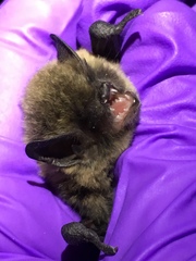Myotis volans
