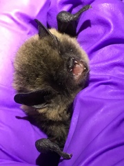 Myotis volans
