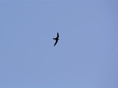 Streptoprocne semicollaris