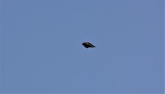 Streptoprocne semicollaris