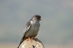 Falco amurensis
