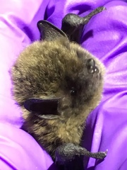 Myotis volans