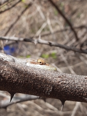 Polychrus acutirostris