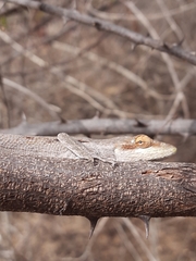 Polychrus acutirostris