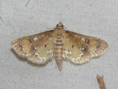 Niphograpta albiguttalis