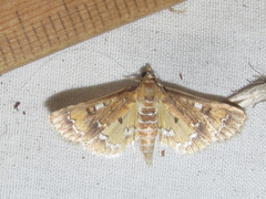 Niphograpta albiguttalis