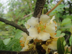 Actinidia chinensis