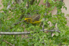 Crithagra dorsostriata