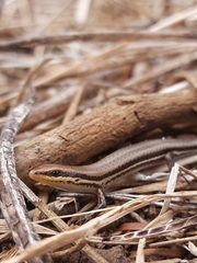 Brasiliscincus heathi