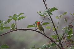 Piranga erythrocephala