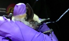 Long-Eared Myotis photo 3
