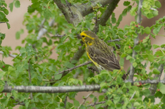 Crithagra dorsostriata