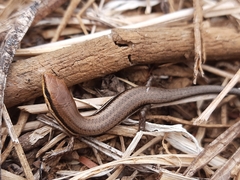 Brasiliscincus heathi