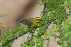 Crithagra dorsostriata