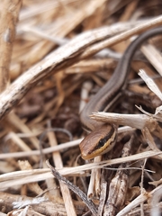Brasiliscincus heathi