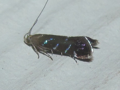 Strobisia proserpinella