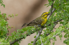 Crithagra dorsostriata