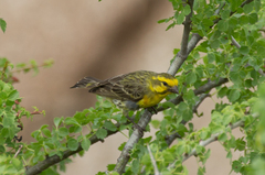 Crithagra dorsostriata