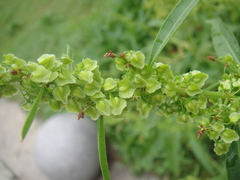 Rumex japonicus
