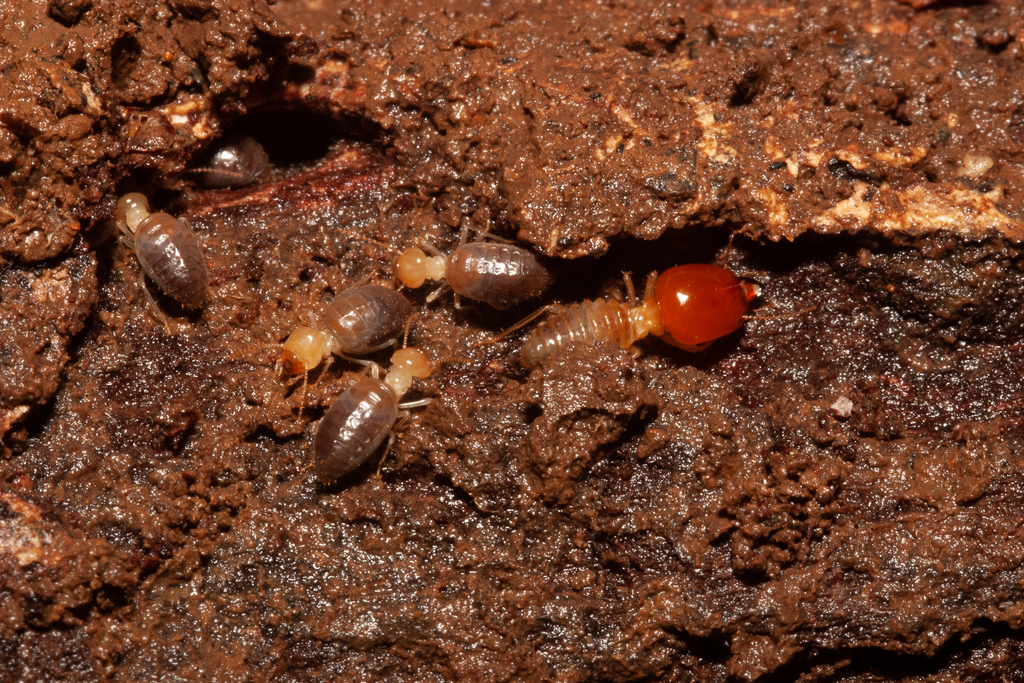 Cornitermes walkeri