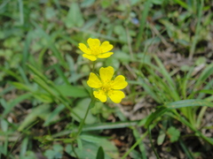 Potentilla kleiniana