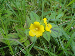 Lysimachia congestiflora