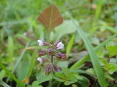 Salvia substolonifera