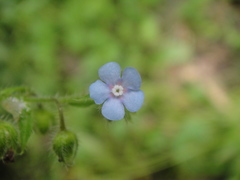 Thyrocarpus sampsonii