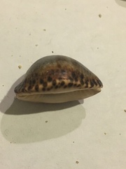 Pseudozonaria arabicula