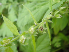 Thyrocarpus sampsonii