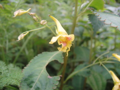 Impatiens siculifer