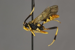 Polytribax contiguus