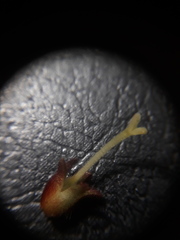 Kohleria stuebeliana