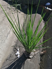 Oryza sativa